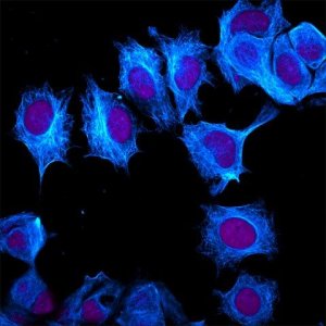 Anti-Guinea Pig IgG (H+L), highly cross-adsorbed, CF405M antibody produced in donkey SAB4600467-250UL