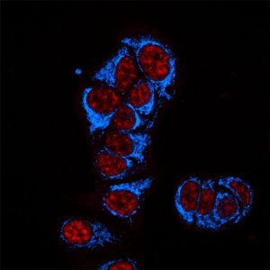 Anti-Guinea Pig IgG (H+L), highly cross-adsorbed, CF405S antibody produced in donkey SAB4600230-50UL