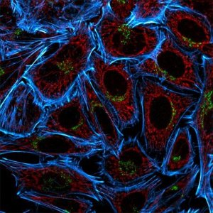 Anti-Guinea Pig IgG (H+L), highly cross-adsorbed, CF555 antibody produced in donkey SAB4600297-50UL