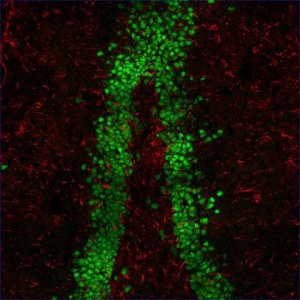 Anti-Guinea Pig IgG (H+L), highly cross-adsorbed, CF555 antibody produced in donkey SAB4600298-250UL