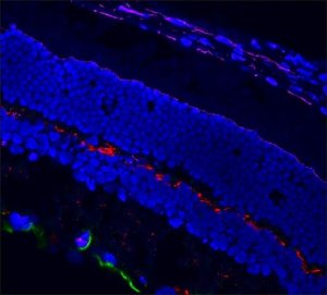 Anti-Guinea Pig IgG (H+L), highly cross-adsorbed, CF568 antibody produced in donkey SAB4600469-250UL