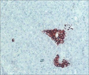 Anti-Guinea Pig IgG (whole molecule)Peroxidase antibody produced in rabbit A5545-1ML