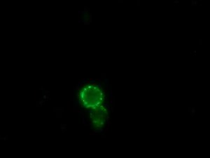 Anti-Horse IgG (whole molecule)FITC antibody produced in rabbit 