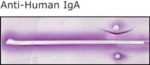 Anti-Human IgA (-chain specific) antibody produced in rabbit I9889-2ML