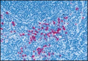 Anti-Human IgG (-chain specific), F(ab)2 fragmentAlkaline Phosphatase antibody produced in goat 