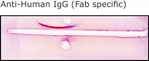 Anti-Human IgG (Fab specific), F(ab)2 fragment antibody produced in goat I3266-1ML