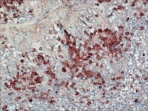Anti-Human IgG (Fab specific)Peroxidase antibody produced in goat A0293-1ML