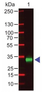Anti-Human IgG (Fc specific), F(ab)2 fragment, highly cross adsorbed antibody produced in goat SAB3701274-1MG