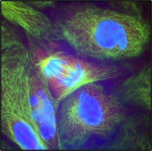 Anti-Human IgG (Fc specific)-Cy3 antibody produced in goat C2571-1ML