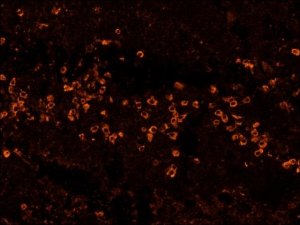 Anti-Human IgG (Fc specific)Biotin antibody, Mouse monoclonal 