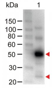 Anti-Human IgG (H+L)-Peroxidase antibody produced in chicken SAB3701360-1MG