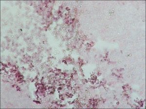 Anti-Human IgG (whole molecule) antibody produced in goat I1011-2ML