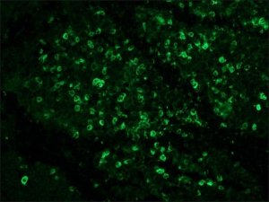Anti-Human IgG (whole molecule) antibody produced in rabbit I8635-2ML