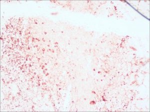 Anti-Human IgG (whole molecule) antibody produced in rabbit I8635-2ML