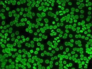 Anti-Human IgG (whole molecule)FITC antibody produced in rabbit 