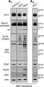 Anti-Human IgG (whole molecule)Peroxidase antibody produced in rabbit A8792-2ML