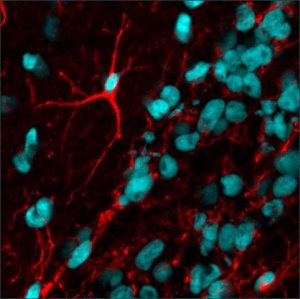 Anti-Human IgM ( chain), CF594 antibody produced in goat SAB4600440-125UL