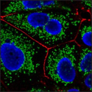 Anti-Human IgM ( chain), CF647 antibody produced in goat SAB4600437-50UL
