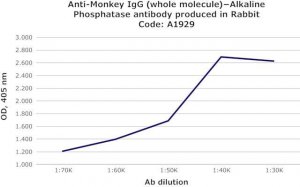 Anti-Monkey IgG (whole molecule)Alkaline Phosphatase antibody produced in rabbit 