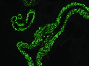 Anti-Mouse IgG (Fab specific) F(ab)2 fragmentFITC antibody produced in goat F2653-.5ML