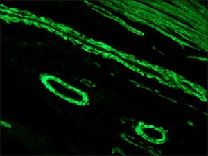 Anti-Mouse IgG (Fab specific)FITC antibody produced in goat 
