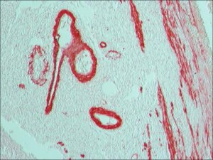 Anti-Mouse IgG (Fab specific)Alkaline Phosphatase antibody produced in goat 