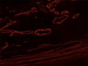 Anti-Mouse IgG (Fab specific)TRITC antibody produced in goat T7782-1ML