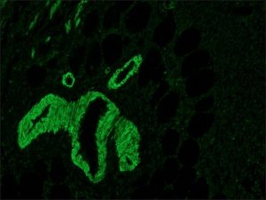 Anti-Mouse IgG (Fc specific)FITC antibody produced in goat 
