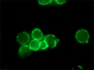 Anti-Mouse IgG (Fc specific)FITC antibody produced in goat 
