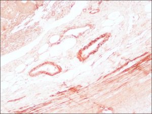Anti-Mouse IgG (Fc specific)Peroxidase antibody produced in goat A0168-1ML