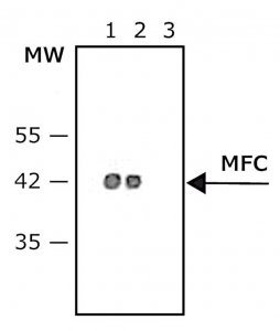 Anti-Mouse IgG (Fc specific)Peroxidase antibody produced in goat A0168-1ML