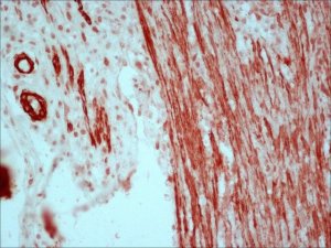 Anti-Mouse IgG (Fc specific)Peroxidase antibody produced in goat A2554-1ML