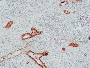 Anti-Mouse IgG (Fc specific)Peroxidase antibody produced in goat A9309-1ML