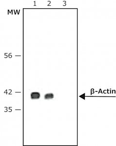Anti-Mouse IgG (Fc specific)Peroxidase antibody produced in goat A9309-1ML