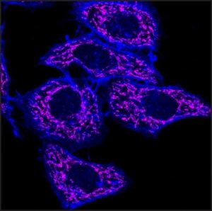 Anti-Mouse IgG (H+L), F(ab)2 fragment, CF640R antibody produced in goat SAB4600396-50UL