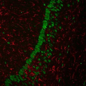 Anti-Mouse IgG (H+L), F(ab)2 fragment, CF680 antibody produced in goat SAB4600361-125UL
