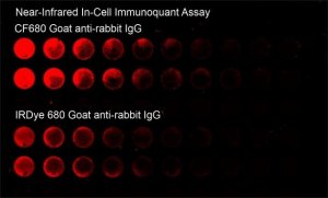 Anti-Mouse IgG (H+L), highly cross-adsorbed, CF 680 antibody produced in goat 