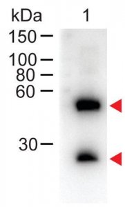 Anti-Mouse IgG (H+L)-Peroxidase antibody produced in donkey SAB3701105-2MG