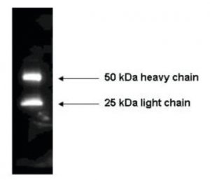 Anti-Mouse IgG (H+L)-Peroxidase antibody produced in rabbit SAB3701083-2MG