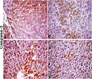 Anti-Mouse IgG (whole molecule) antibody produced in rabbit 
