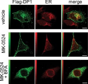 Anti-Mouse IgG (whole molecule)Alkaline Phosphatase antibody produced in goat 