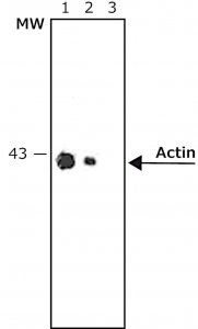 Anti-Mouse IgG (whole molecule)Alkaline Phosphatase antibody produced in rabbit A2418-1ML