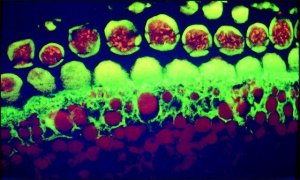 Anti-Mouse IgG (whole molecule)Biotin antibody produced in goat 