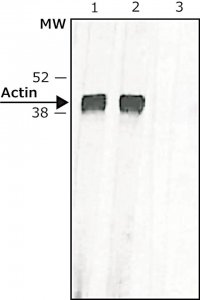 Anti-Mouse IgG (whole molecule)Biotin antibody produced in rabbit 