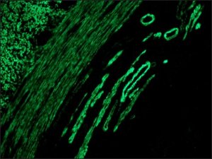 Anti-Mouse IgG (whole molecule)FITC antibody produced in rabbit 