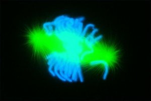 Anti-Mouse IgG (whole molecule)FITC antibody produced in goat 