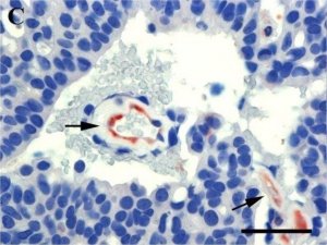 Anti-Mouse IgG (whole molecule)Peroxidase antibody produced in goat 