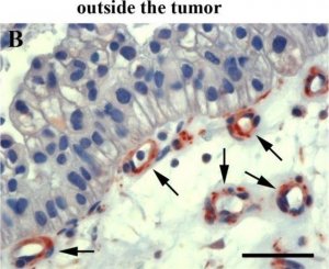 Anti-Mouse IgG (whole molecule)Peroxidase antibody produced in goat 
