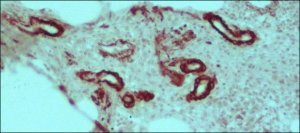 Anti-Mouse IgG (whole molecule)Peroxidase antibody produced in rabbit 