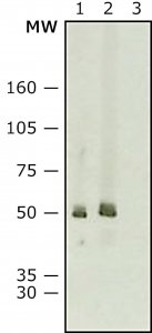 Anti-Mouse IgG (whole molecule)Peroxidase antibody produced in rabbit 